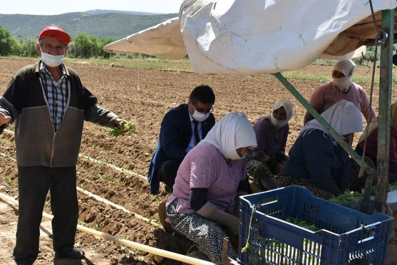 Aydın’da tarım işçileri 1 Mayıs’ı çalışarak geçirdi
