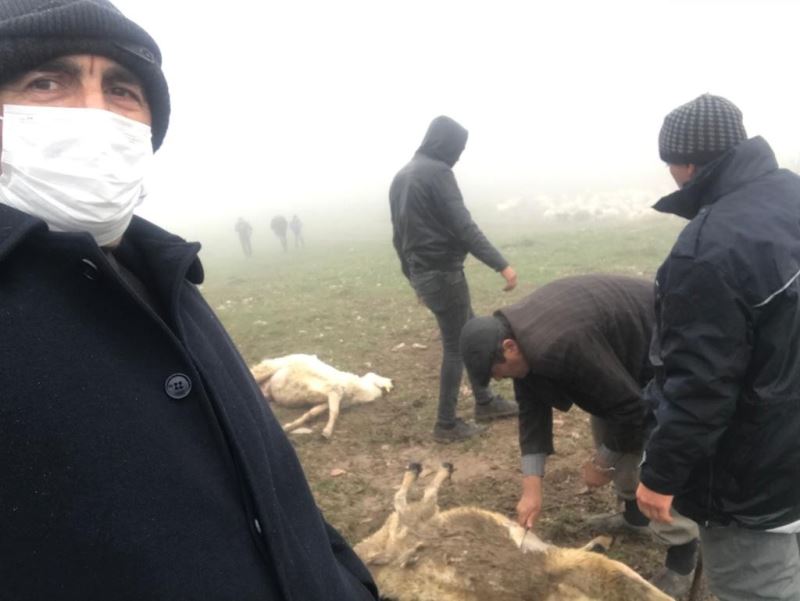 Tokat’ta 20 koyun telef oldu, zehirlenme iddiası üzerine inceleme başlatıldı
