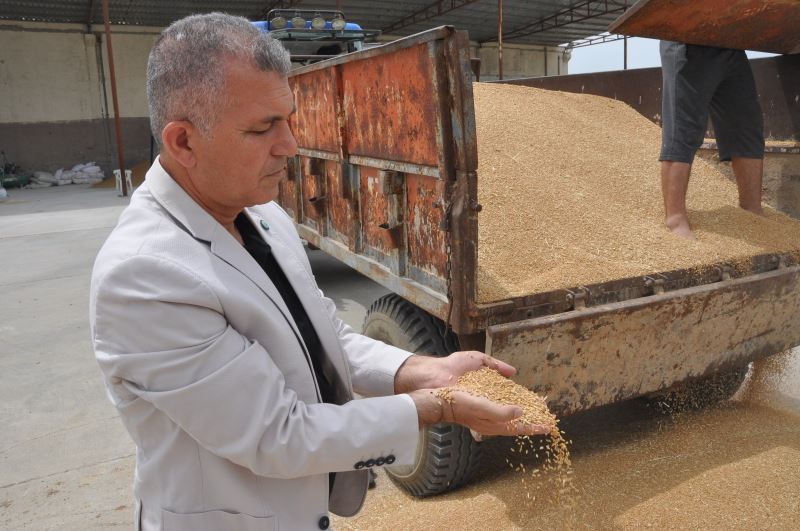 Kuraklık kendini iyiden iyiye göstermeye başladı: Geçen sene 12 ton ürün alınan araziden bu sene 2 ton mahsul alındı
