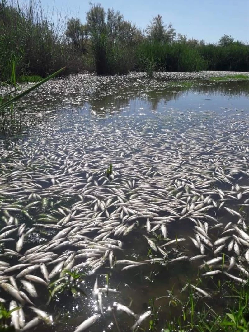 Dicle Nehrinde binlerce ölü balık kıyıya vurdu
