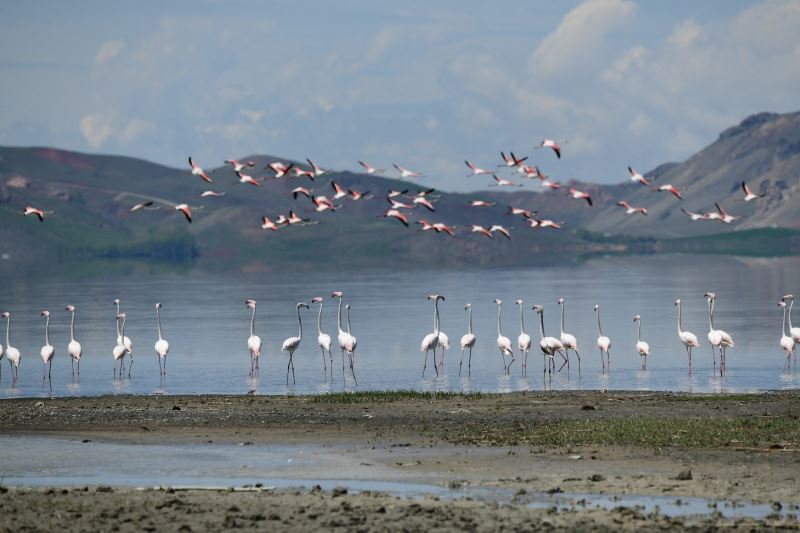 (Özel haber) Van Gölü Havzası’nın narin kuşları flamingolar

