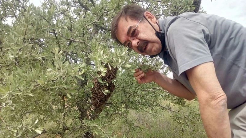 Arılara fısıldayan adam
