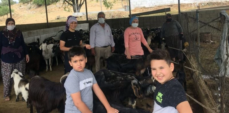 Milaslı yörükler keçilerini kırktı
