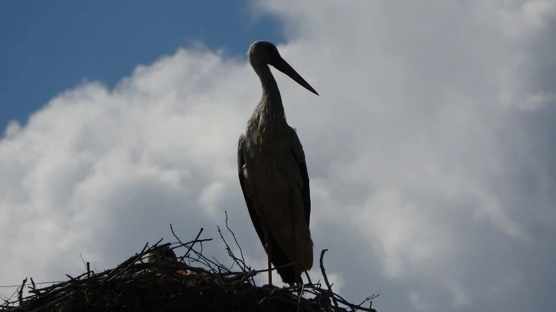 Çorum’un özel misafiri ’leylek’ler geldi, köylüler sevinçle karşıladı
