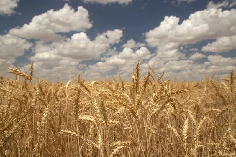 Yerli bisküvilik buğday için Ülker’den yeni proje
