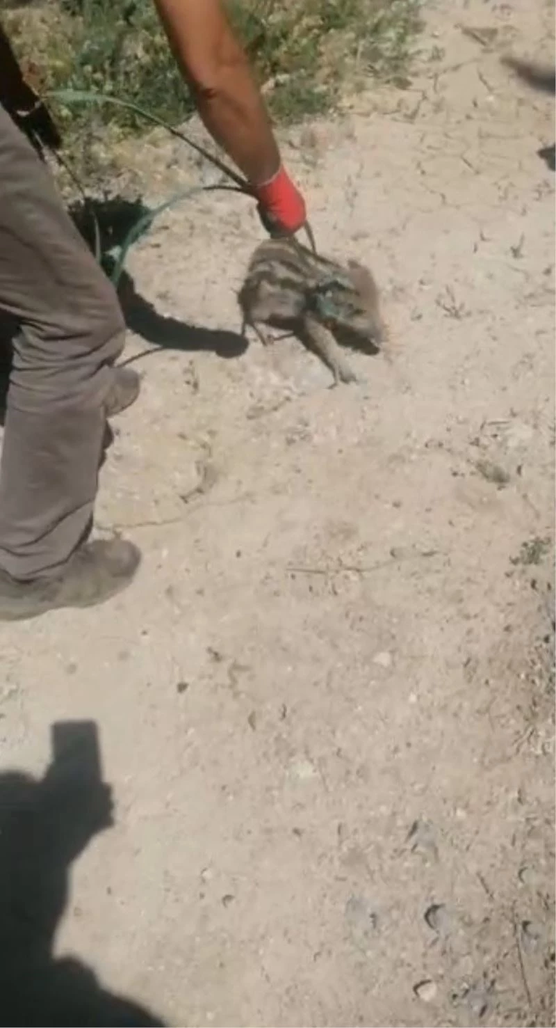 Yavru yaban domuzu böyle kurtarıldı
