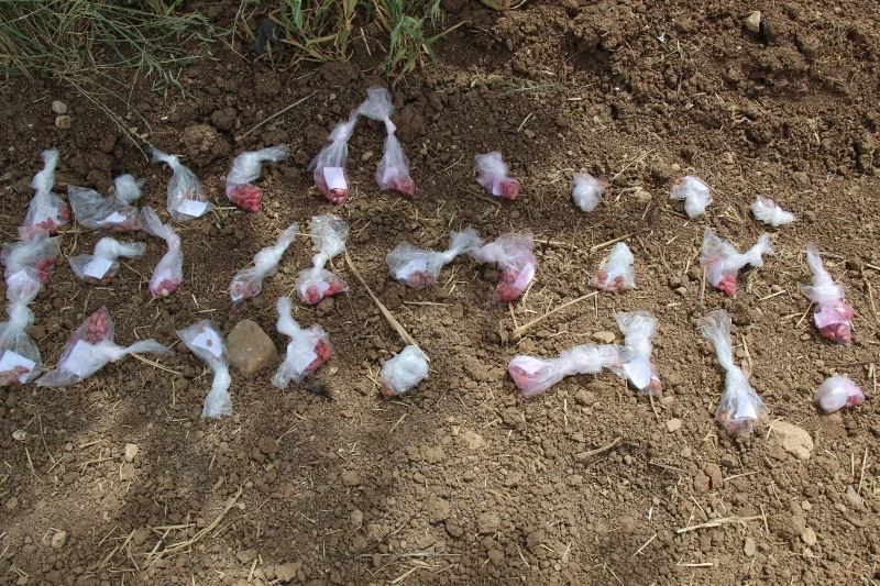 Mardin’de mısır yerine alternatif olarak yer fıstığı yetiştirilmesi için çalışmalar başladı
