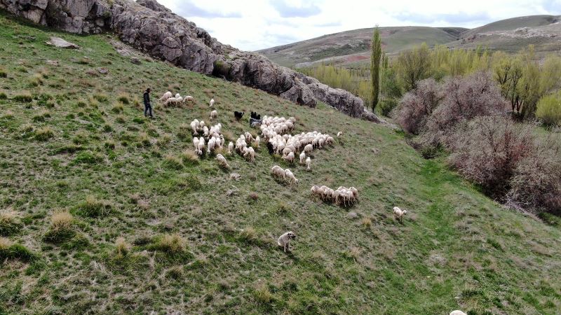 Sivas’ta ilkbaharın gelmesiyle yeşile bürünen meralar koyunlarla buluştu
