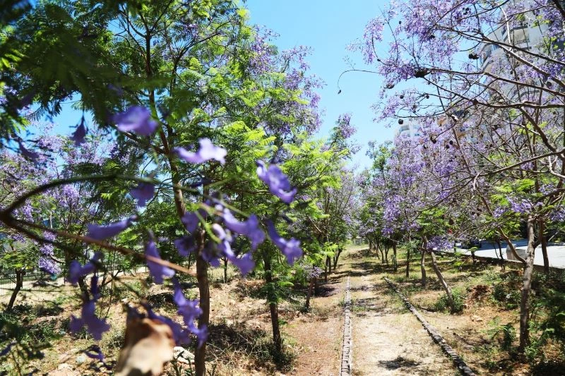 Mezitli’de jakarandalar çiçek açtı, kent mora büründü
