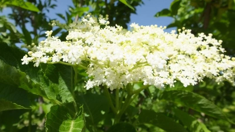 Balıkesir’de üretilen kara mürver şifa kaynağı
