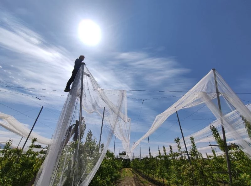 (Özel) Bu ağlar balık için değil, en kaliteli ürünleri doludan korumak için
