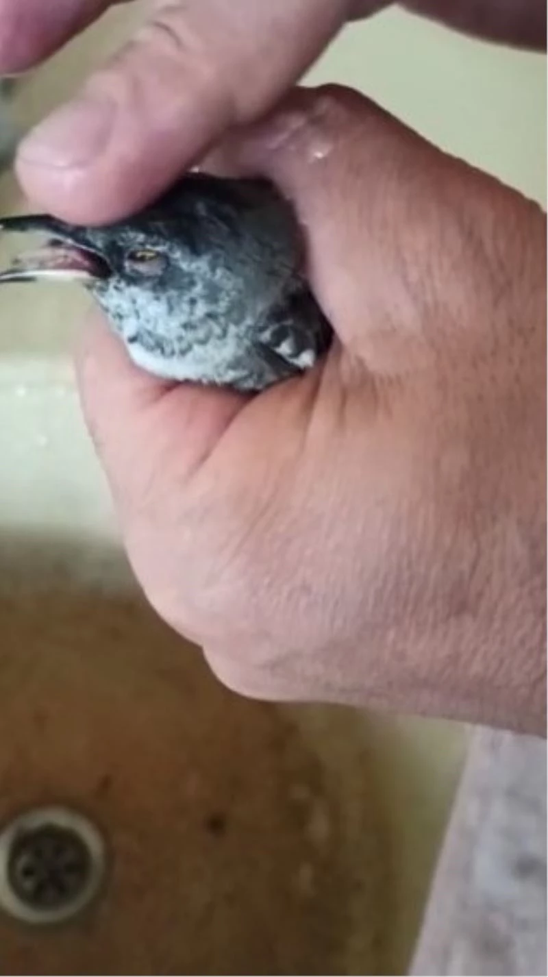 Cama çarpıp, yere düşen serçeye elleriyle su içirdiler
