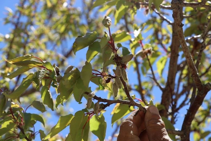 İlk defa böyle bir afetle karşılaştılar, zarar büyük
