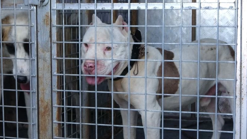 Sokağa çıkabilmek için yanlış köpeği seçti, 10 bin lira cezadan kaçamadı
