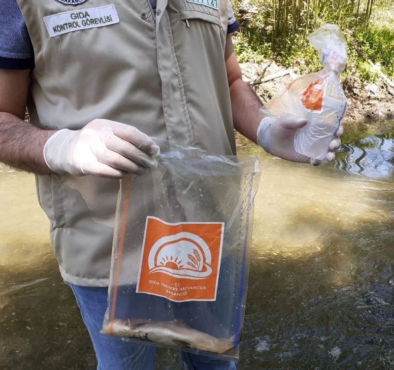 Osmaniye’de toplu balık ölümlerine inceleme başlatıldı