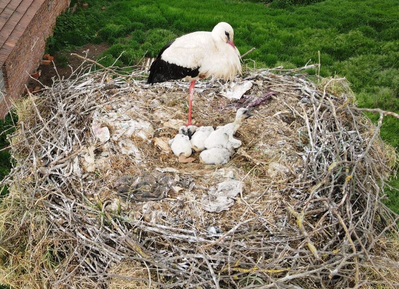 (Özel) Çanakkale’de yavru leylekler yumurtadan çıktı
