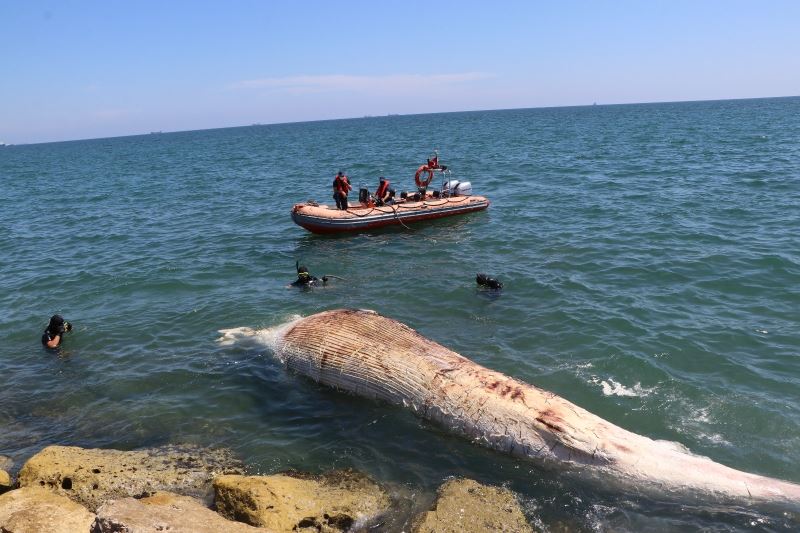 Dünyanın en büyük ikinci balinası, Mersin’de karaya vurdu
