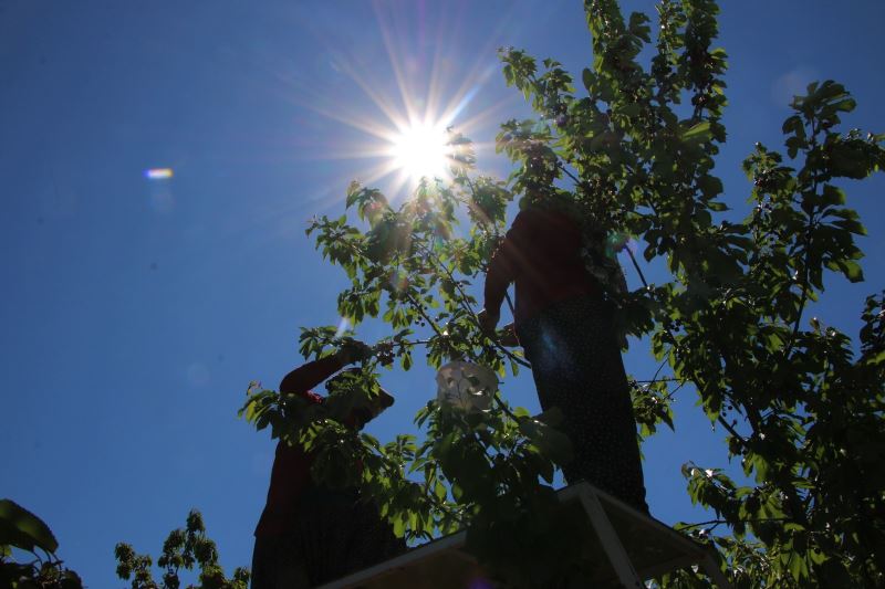 Mevsimlik işçilerden bayramda ‘turfanda kirazı’ hasadı
