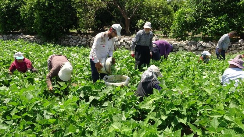 Çiftçiler bayrama denk gelen Dünya Çiftçiler Günü’nü tarlada karşıladı
