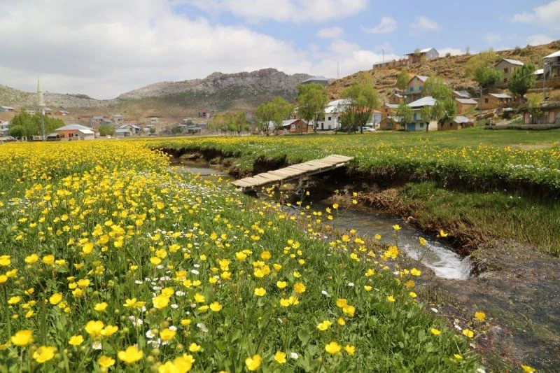 Düğün çiçekleri yaylaları sarıya boyadı
