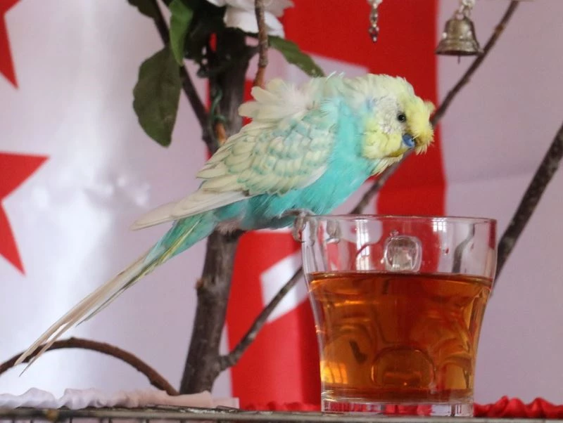 Kuş dile geldi, İsrail’e tepkisini bu sözlerle dile getirdi
