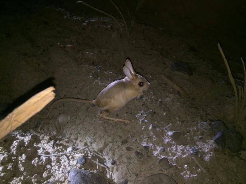 Iğdır’da kanguru faresi görüntülendi
