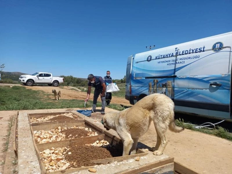 Tam kapanmada sokak hayvanları unutmadı
