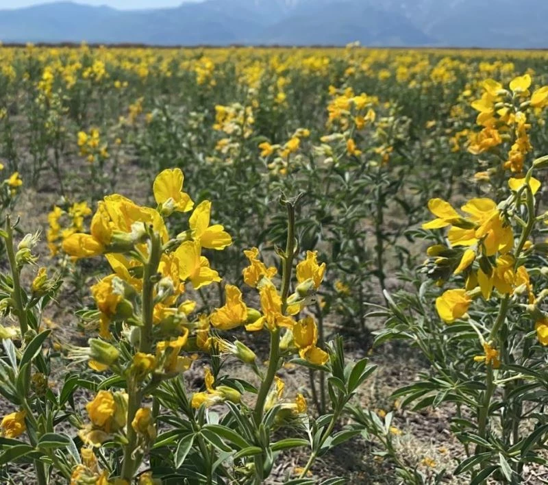 ‘Eber Sarısı’ bu sene de eşsiz güzelliği ile açtı
