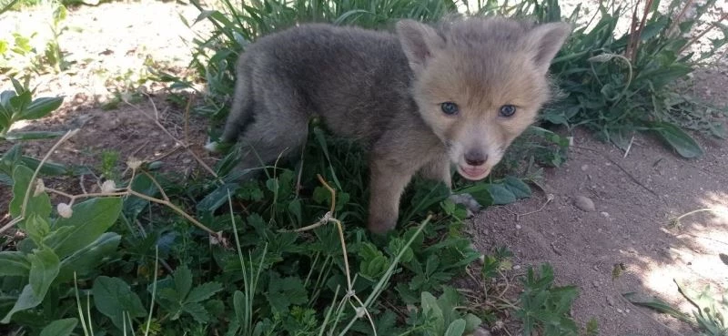 Öksüz kalan yavru tilkilere Milli Parklar annelik yapacak
