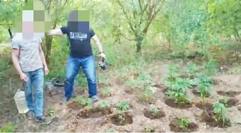 Başkasına ait bahçede yetiştirdiği yasadışı kenevirleri sularken yakalandı
