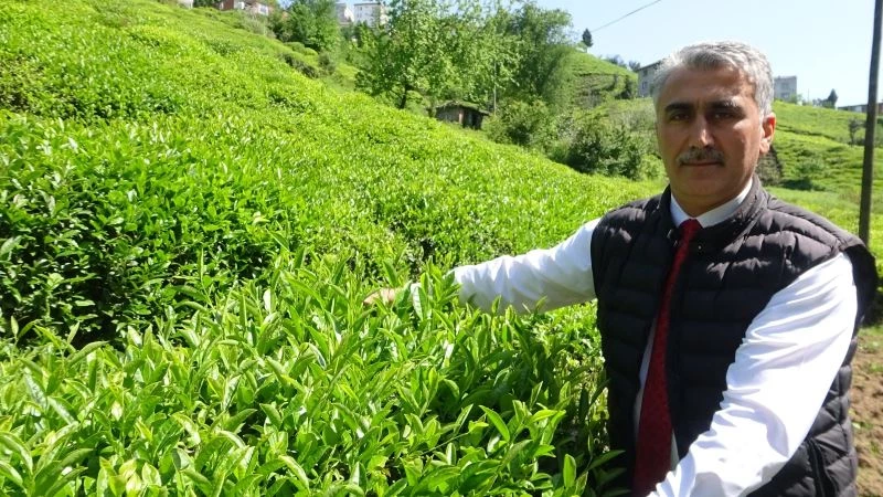 Çay sezonu başlarken üreticiler kotadan memnun
