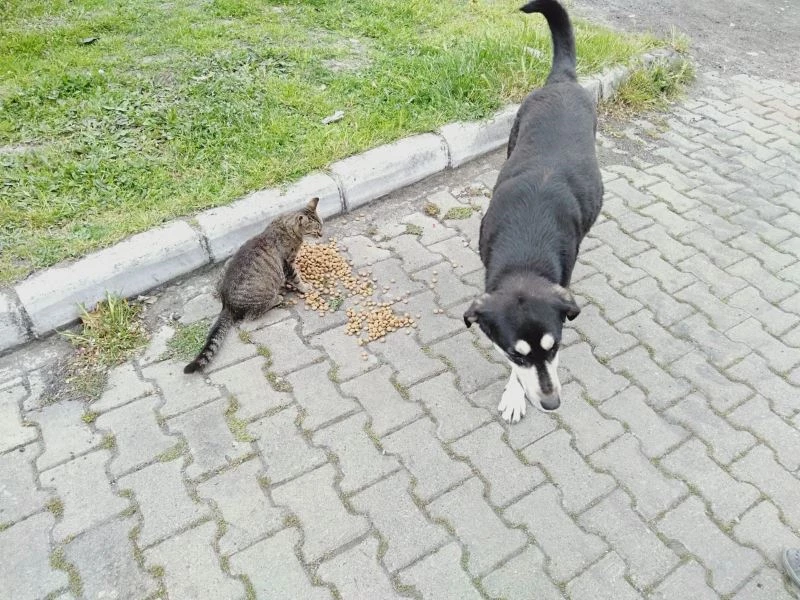 Kaplumbağaya jandarma şefkati
