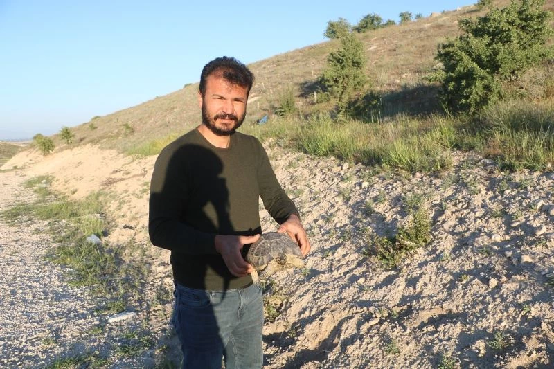 Karşıdan karşıya geçmek için yanlış yolu seçen kaplumbağaya şefkat eli
