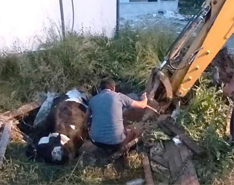 Çukura düşen inek iş makinasıyla kurtarıldı
