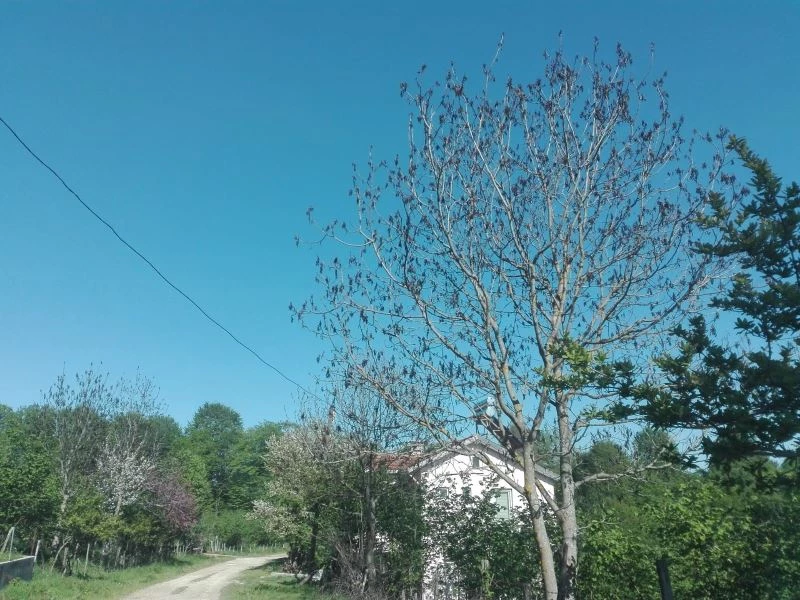 Ordu’nun yüksek kesimlerinde ceviz ağaçlarına don vurdu
