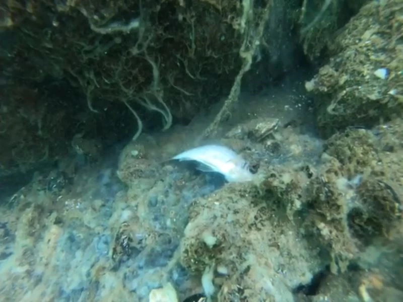 Deniz salyaları su altını böyle vurdu
