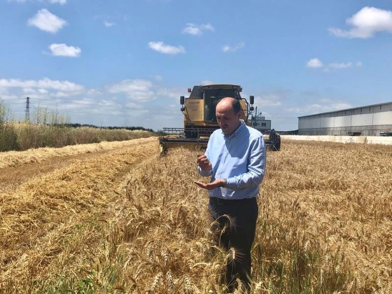 Adana’da buğdayda 778 bin ton rekolte bekleniyor
