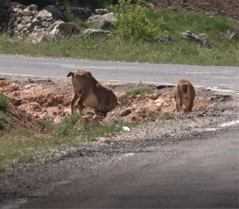 Yaban keçileri tuz için karayoluna iniyor
