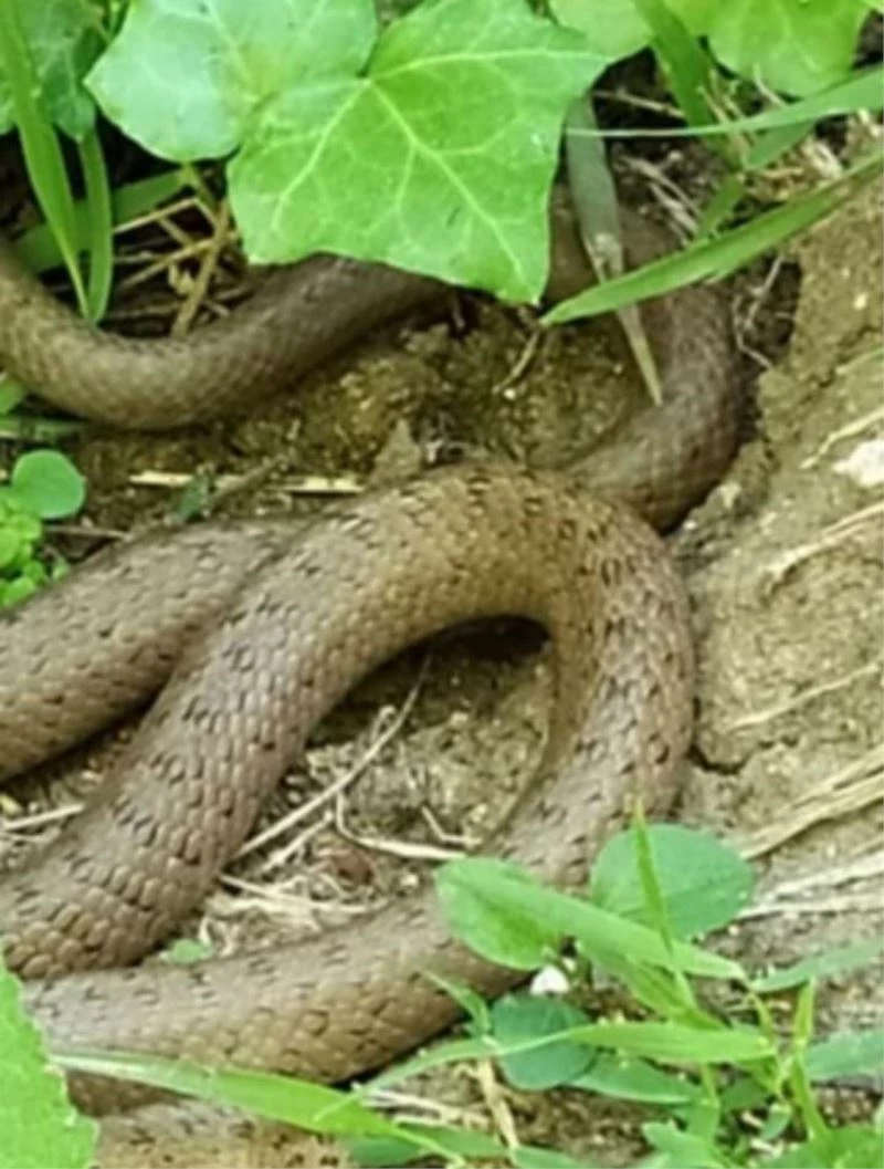 Fındık bahçelerinde yılanlar görülmeye başladı
