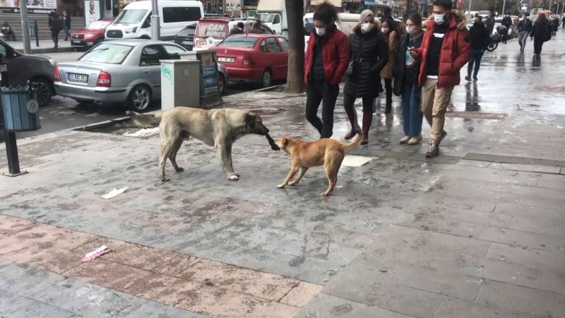 Erzincan’da iki köpeğin bez kapmaca oyunu tebessüm ettirdi
