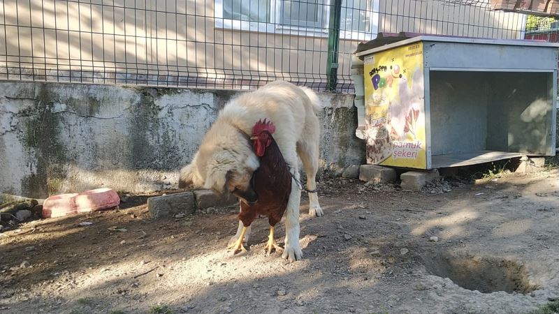 (Özel) Köpek ve horozun arkadaşlığı görenleri gülümsetiyor
