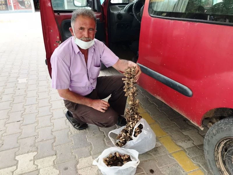 Pandemi ve yetersiz yağış kuzugöbeği mantarı rekoltesini düşürdü
