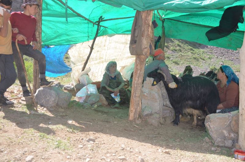 Berivanlar, Şırnak yaylalarında süt sağımına başladı
