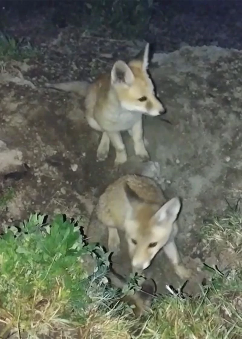 Yavru tilkilerin sevimli halleri kameralara yansıdı
