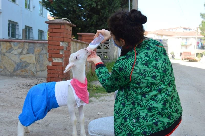 Altını bezlediği kuzusuyla alışverişe de gidiyor, sahile de
