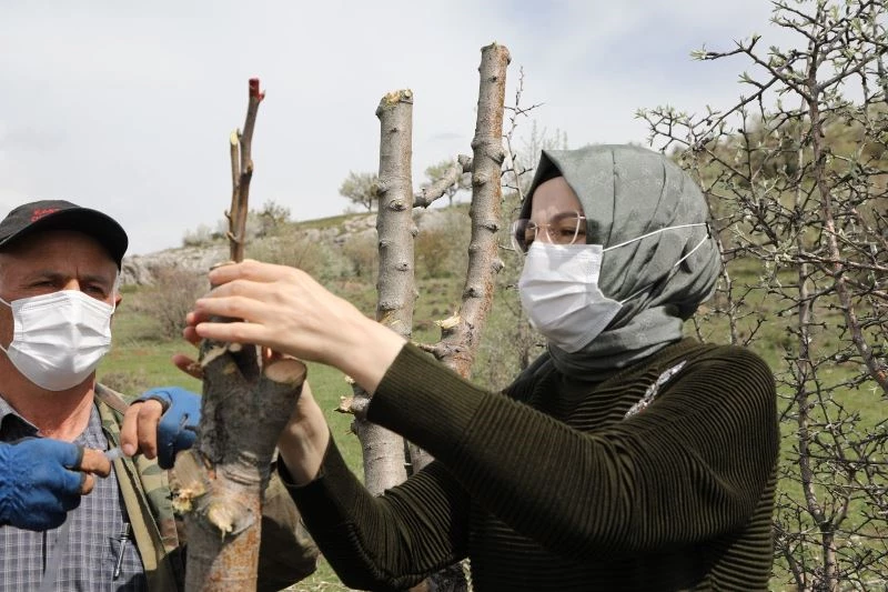 Ankara armudu anavatanında
