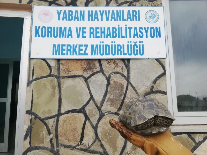 Kaplumbağayı sert cisimle vurup yaraladılar
