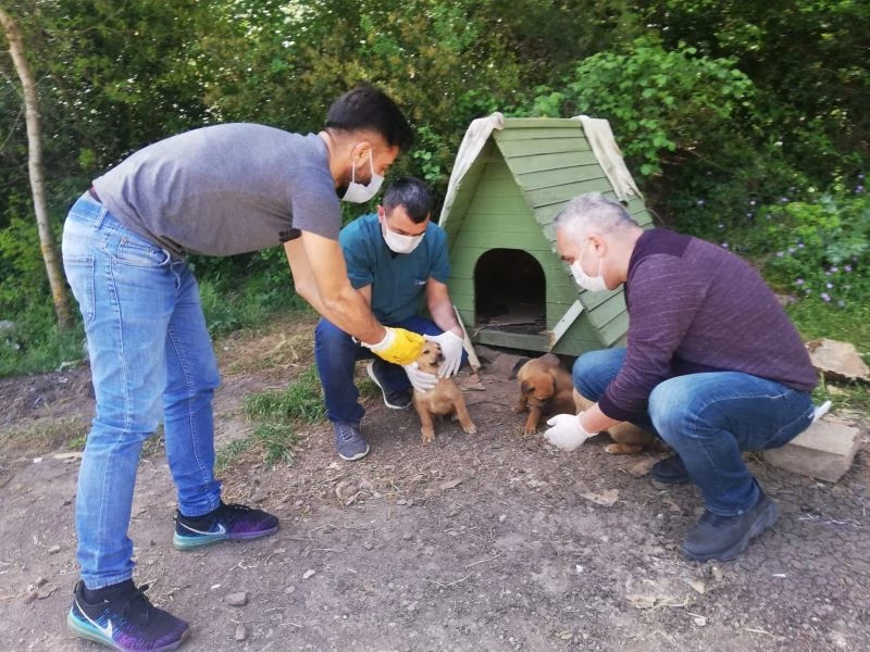 Kısıtlamada sokak hayvanları beslendi

