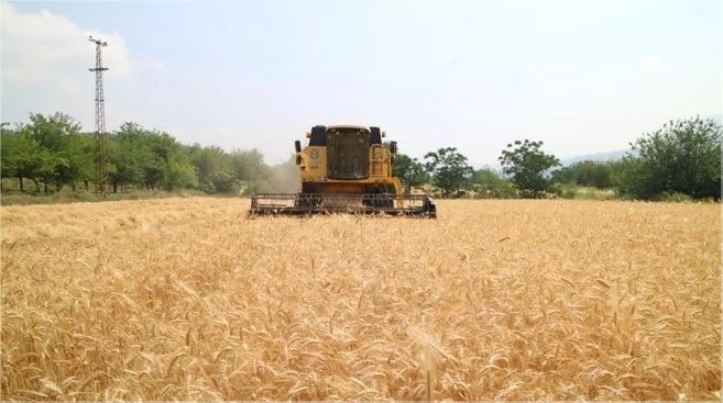 Hasatta teknik elemanlar tarafından tarla kontrolleri yapılacak!