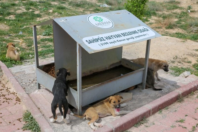 Başkan Kavuş: “Sokaklardaki can dostlarımızı unutmayalım”
